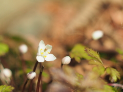 小さなお花発見