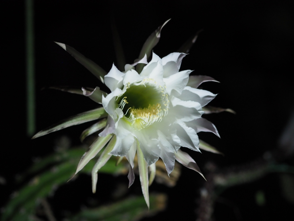夜に咲くお花