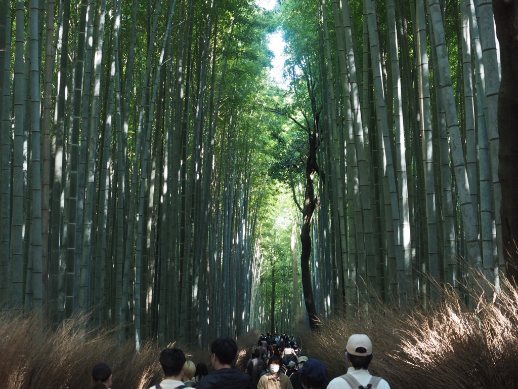 嵐山でお写ん歩