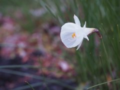 お花