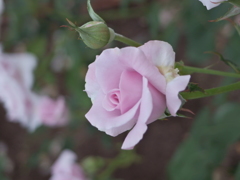 P5231156