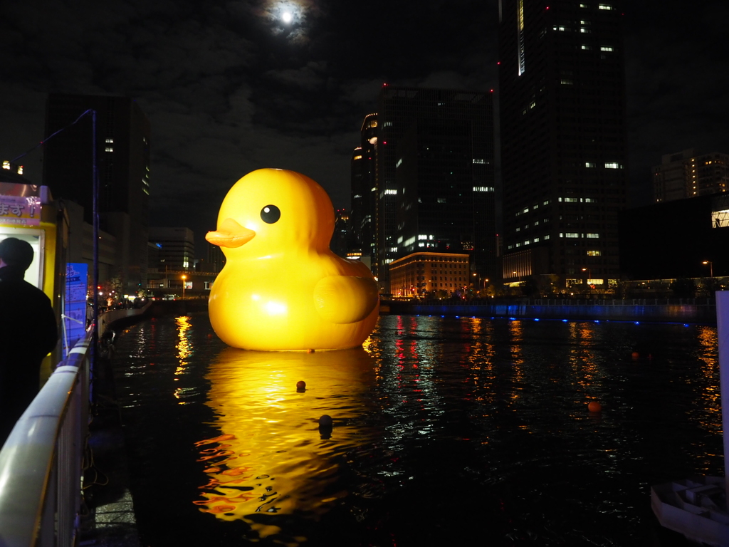 夜のアヒル