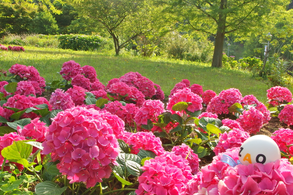 紫陽花