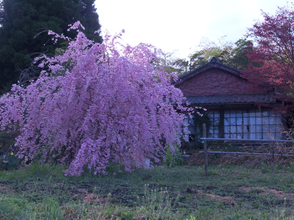 愛媛県ぶらっと