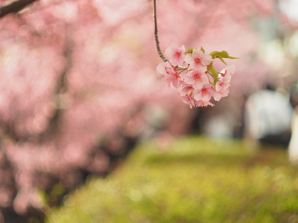 淀水路の河津桜