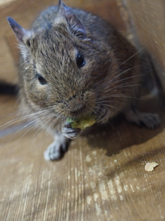 お食事中②