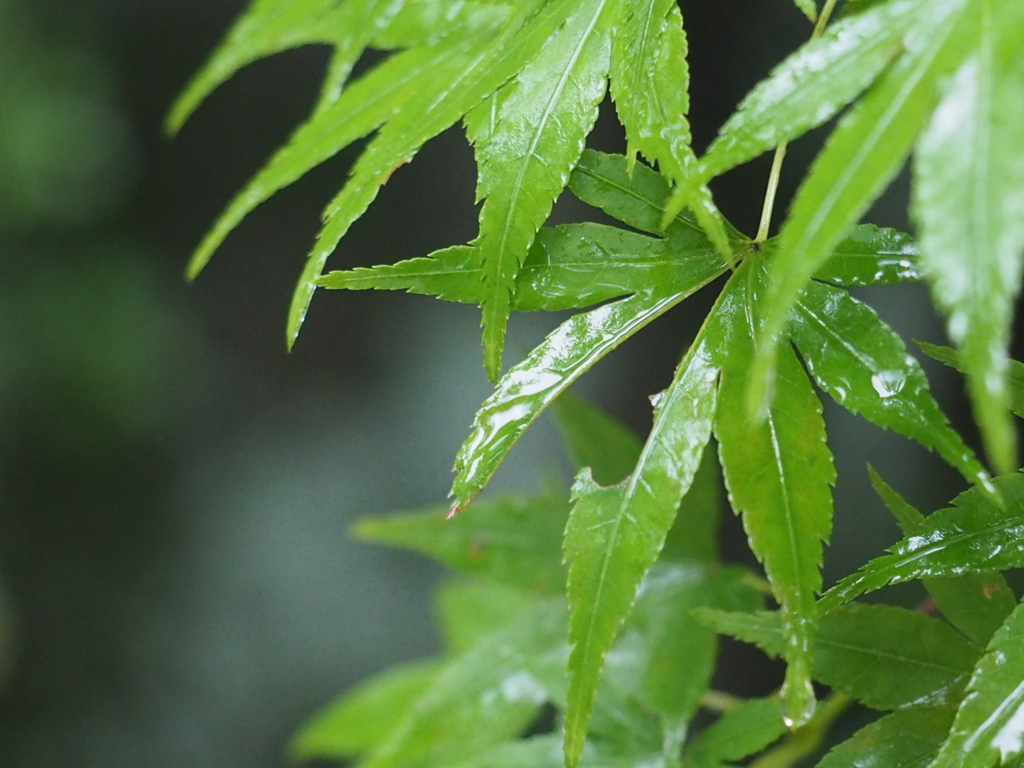 樹の下で雨宿り
