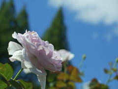 P6061286