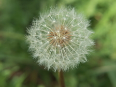 P5050943