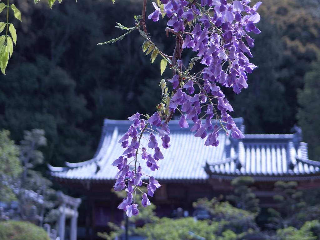 四国でお写ん歩