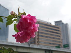 通りすがりの1枚