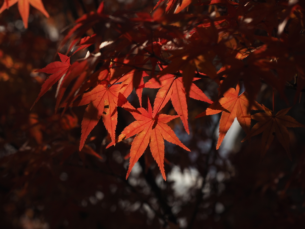 いい色の紅葉