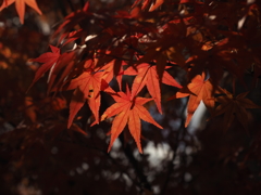 いい色の紅葉