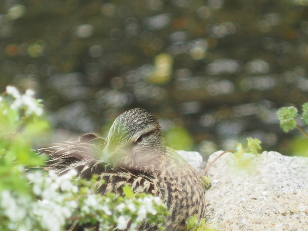 日向ぼっこ中