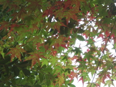 少し紅葉