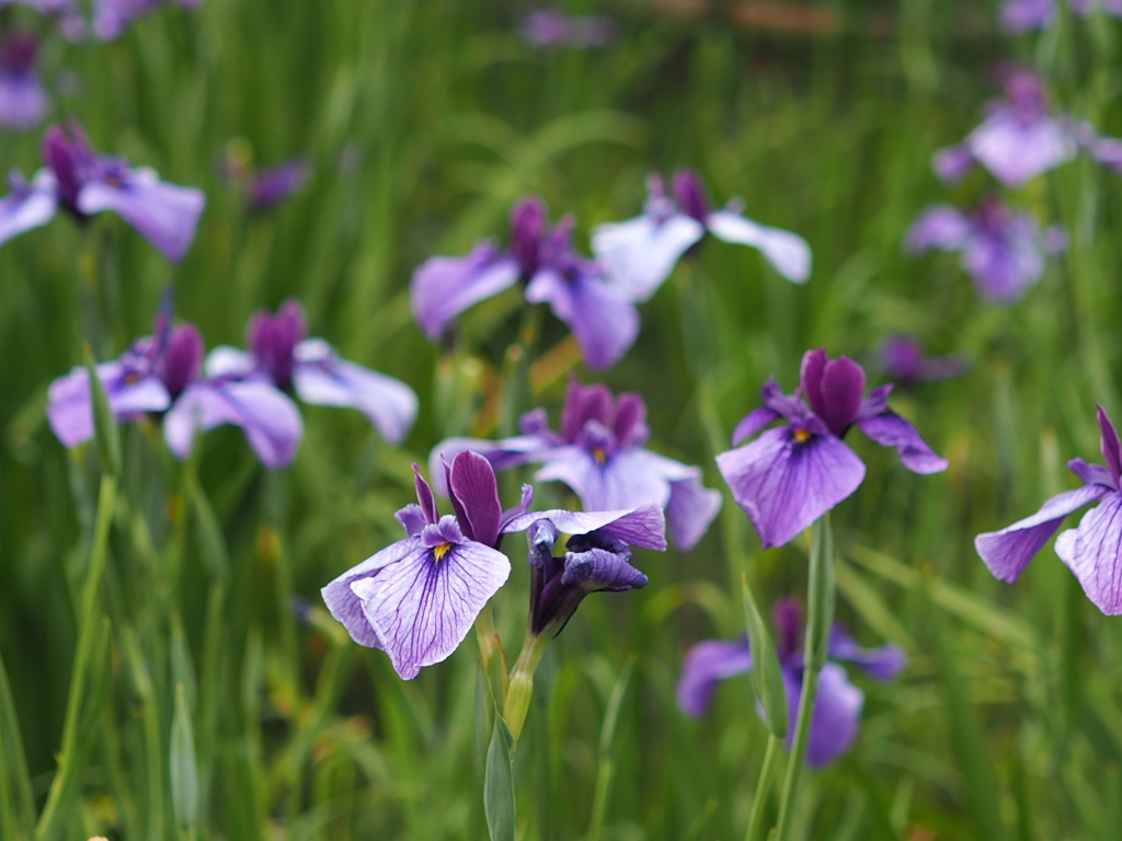 花菖蒲