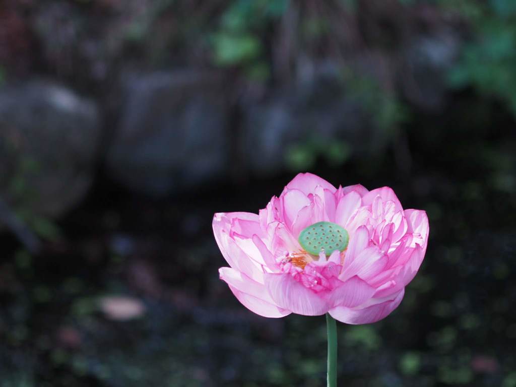 お散歩中の１枚