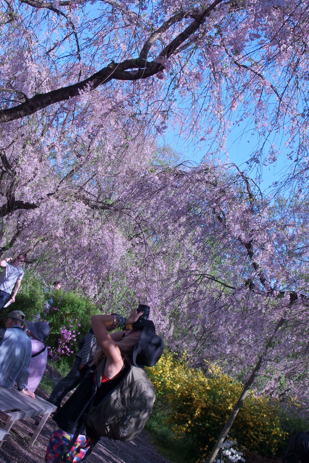 京都 原谷苑
