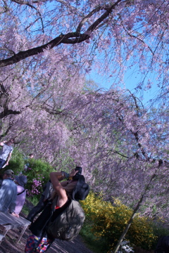 京都 原谷苑