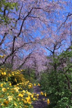 京都 原谷苑