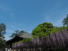 藤棚②