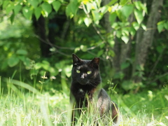 黒猫さん