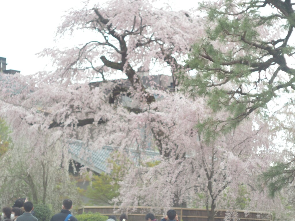 さくら