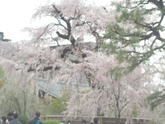 さくら