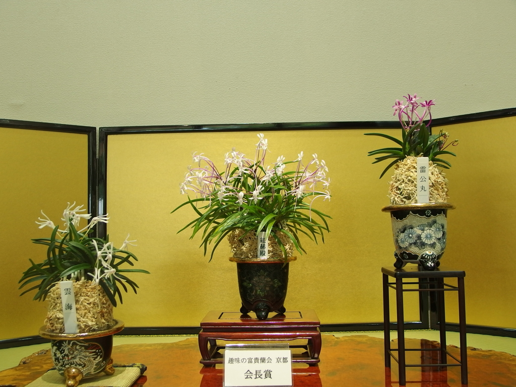 風蘭の展示会