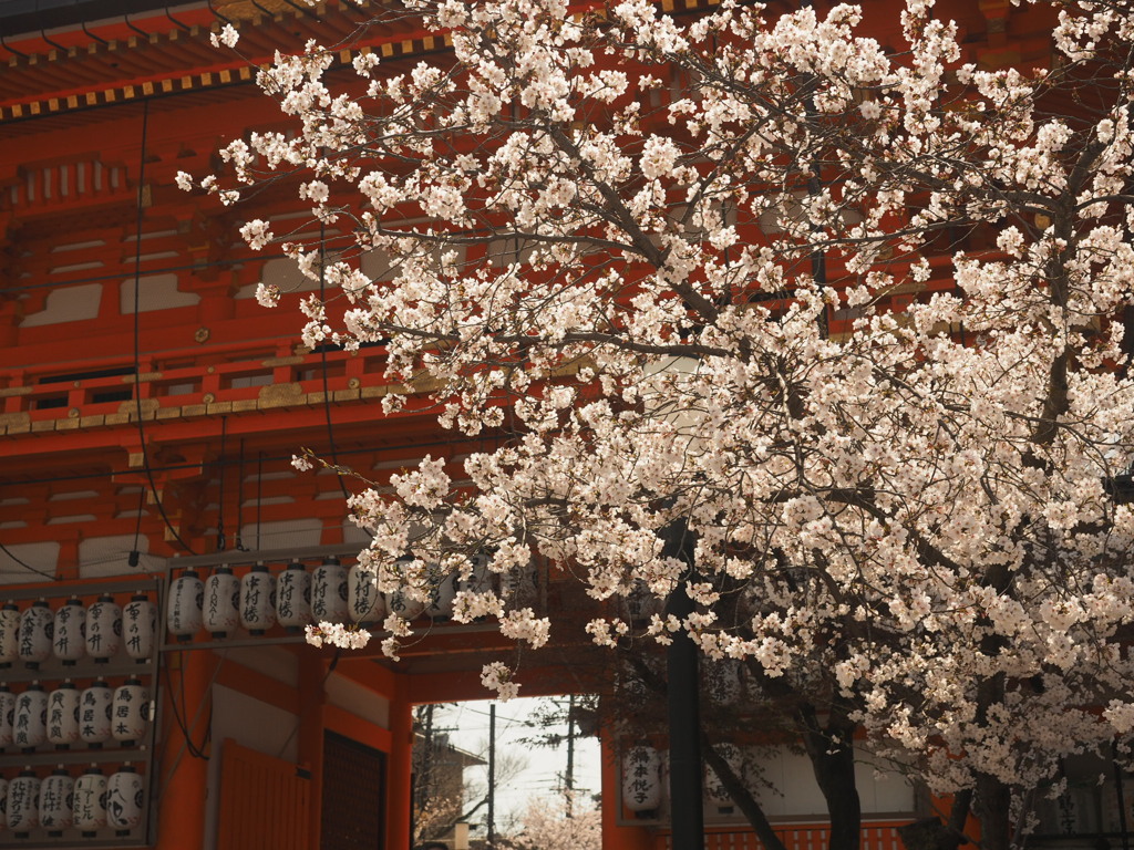 八坂神社の桜