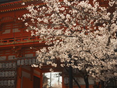 八坂神社の桜