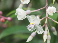 たまには、お花でも(*´ω｀*)
