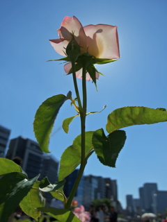 いい天気だったわ( ´∀｀)