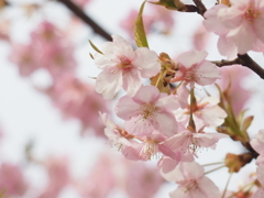 今年初の桜