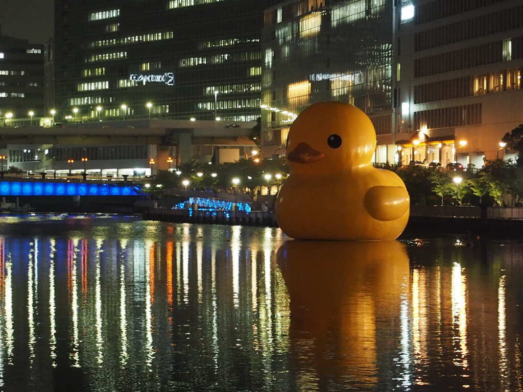 夜のアヒル