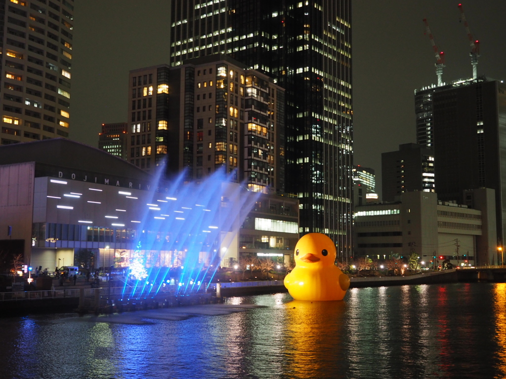 夜のアヒル