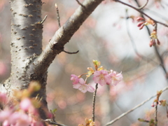 春はもうすぐだね