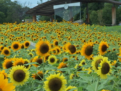 奈良県の馬見丘陵公園