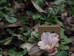 お遊び写真