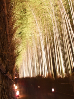 嵐山 竹林の小径
