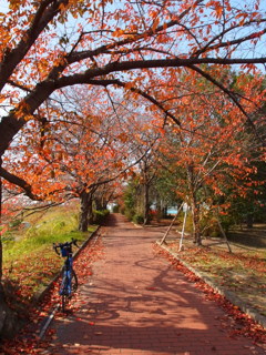 サイクリング