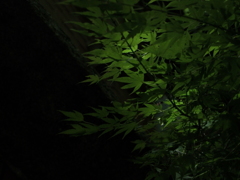 P7191544