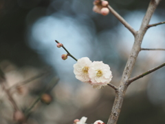 お散歩中の１枚