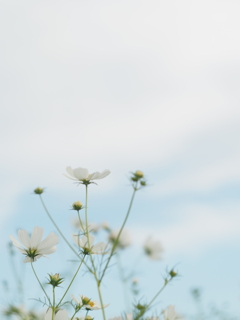 またまた秋桜