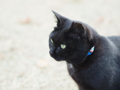 京都で知り合った猫様