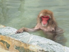 函館のお猿さん