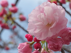 桜ばっかり撮ってる(^o^;)