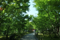 永観堂お散歩♪