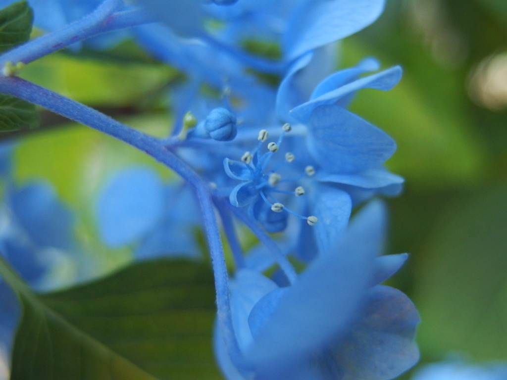 紫陽花の花