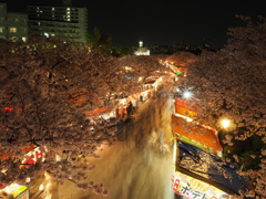 造幣局 桜の通り抜け